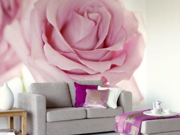 Большая розовая роза на стене