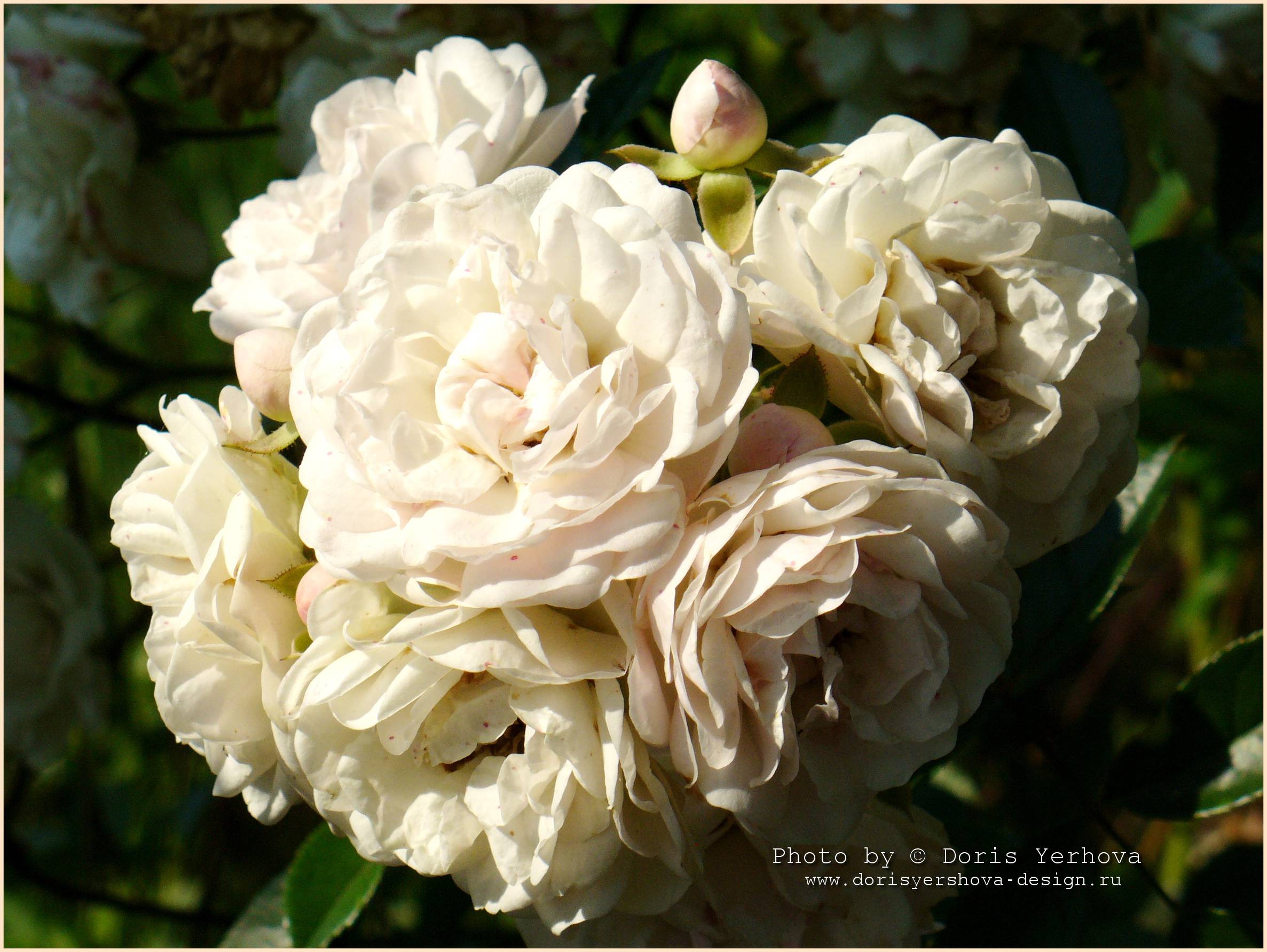 роза, фото Дорис Ершовой