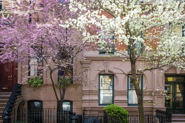 Цветущие вишневые деревья за пределами старого здания Нью-йоркской квартире — стоковое фото