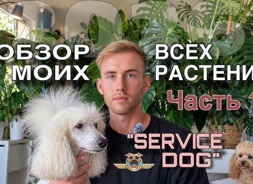 Растения в интерьере. Растения как элемент дизайна.